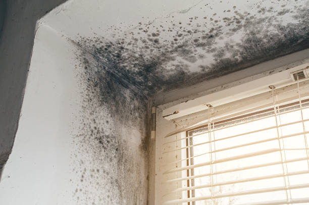 Affordable Mold Inspection And Testing solutions in Grawn, MI