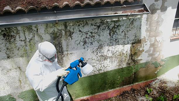 Top rated local Mold Inspection And Testing specialists in Grawn, MI